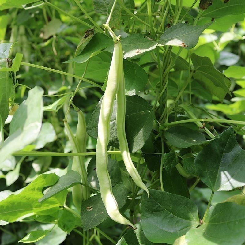 阿维斯特美玉U2地豆豆角种子早熟高产大田基地种植四季播种
