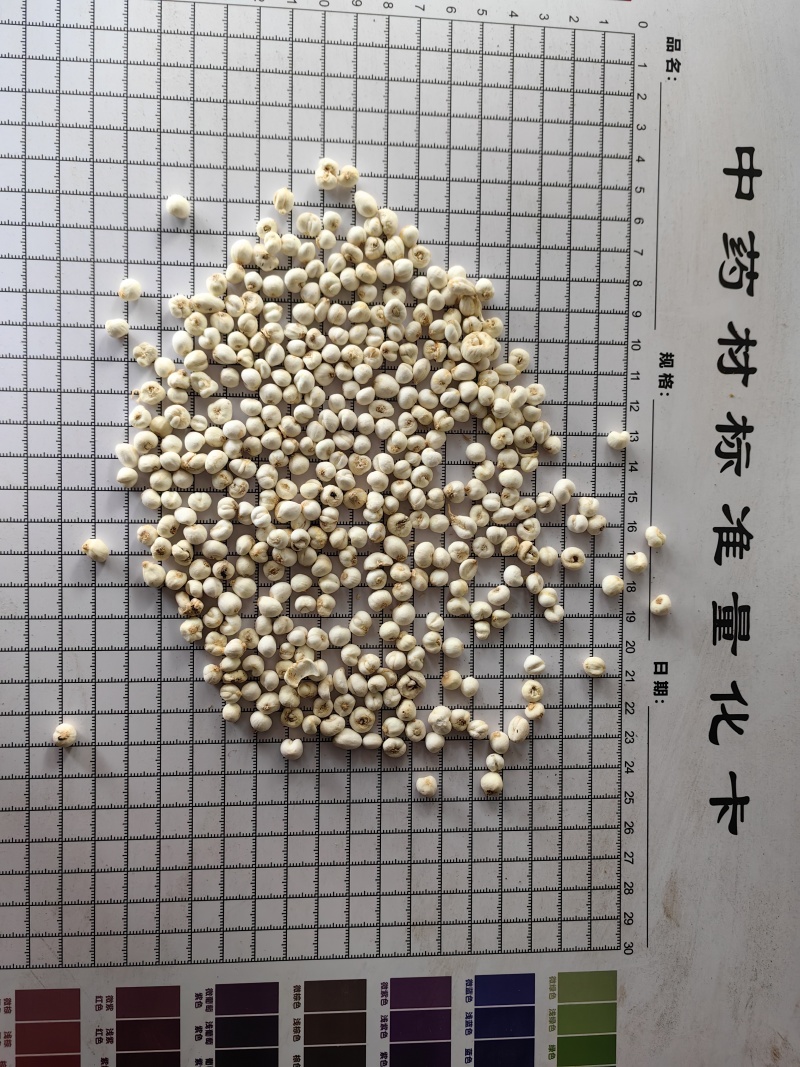 平贝母小平贝直径0.6cm优质无硫货源产地直销一手货源