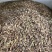 山桃草种子厂家货源批发价格全国发货价格便宜欢迎下单咨询