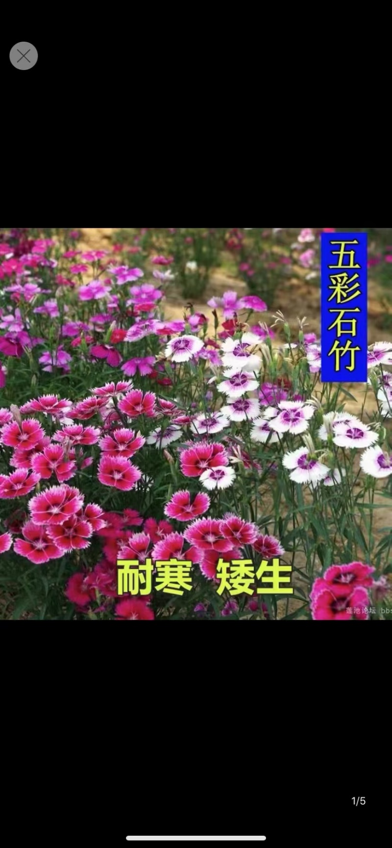 五彩石竹种子厂家货源批发价格全国发货价格便宜欢迎下单咨询