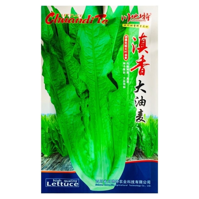 滇香大油麦菜种子耐热耐寒抗病无斑香甜油麦菜种子清甜脆嫩无