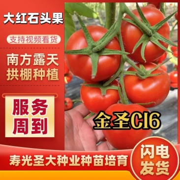 杂交一代大红番茄种子单果280克耐高温***南方露地拱棚
