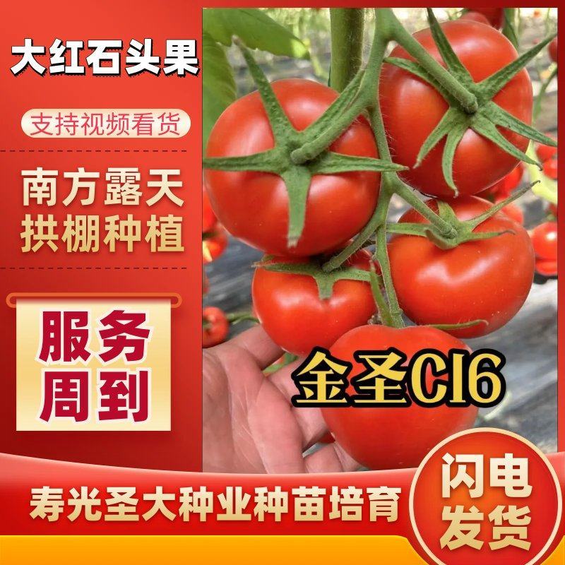 杂交一代大红番茄种子单果280克耐高温***南方露地拱棚
