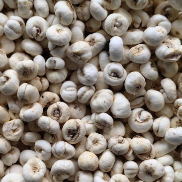 平贝母中平贝直径1.1无硫优质贝母产地直销一手货源