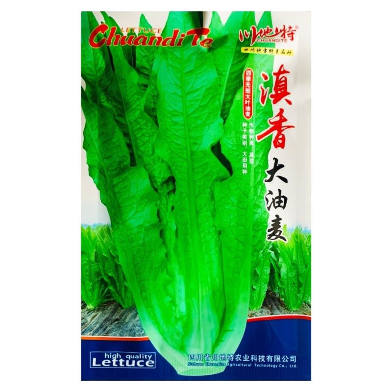滇香大油麦菜种子耐热耐寒抗病无斑香甜油麦菜种子清甜脆嫩无