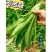 滇香大油麦菜种子耐热耐寒抗病无斑香甜油麦菜种子清甜脆嫩无
