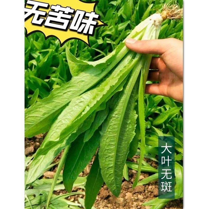 滇香大油麦菜种子耐热耐寒抗病无斑香甜油麦菜种子清甜脆嫩无