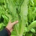 滇香大油麦菜种子耐热耐寒抗病无斑香甜油麦菜种子清甜脆嫩无