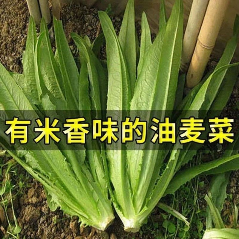滇香大油麦菜种子耐热耐寒抗病无斑香甜油麦菜种子清甜脆嫩无