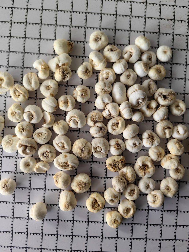 平贝母中平贝直径1.1无硫优质贝母产地直销一手货源