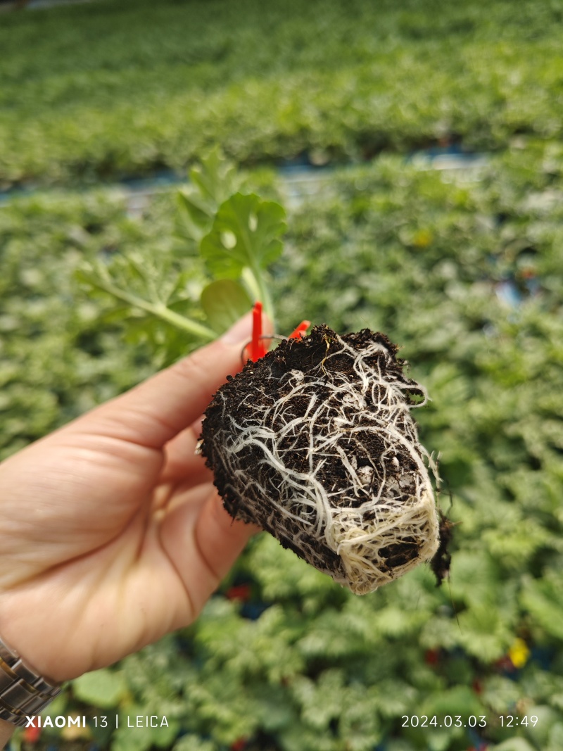 美都西瓜嫁接苗批发代育定制育苗抗病抗裂高糖山东寿光