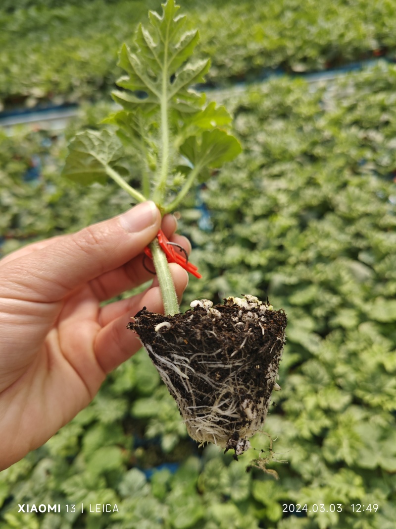 美都西瓜嫁接苗批发代育定制育苗抗病抗裂高糖山东寿光