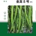 金龙8号黄线椒种子浅绿色薄皮香辣口感好抗病毒四季可种