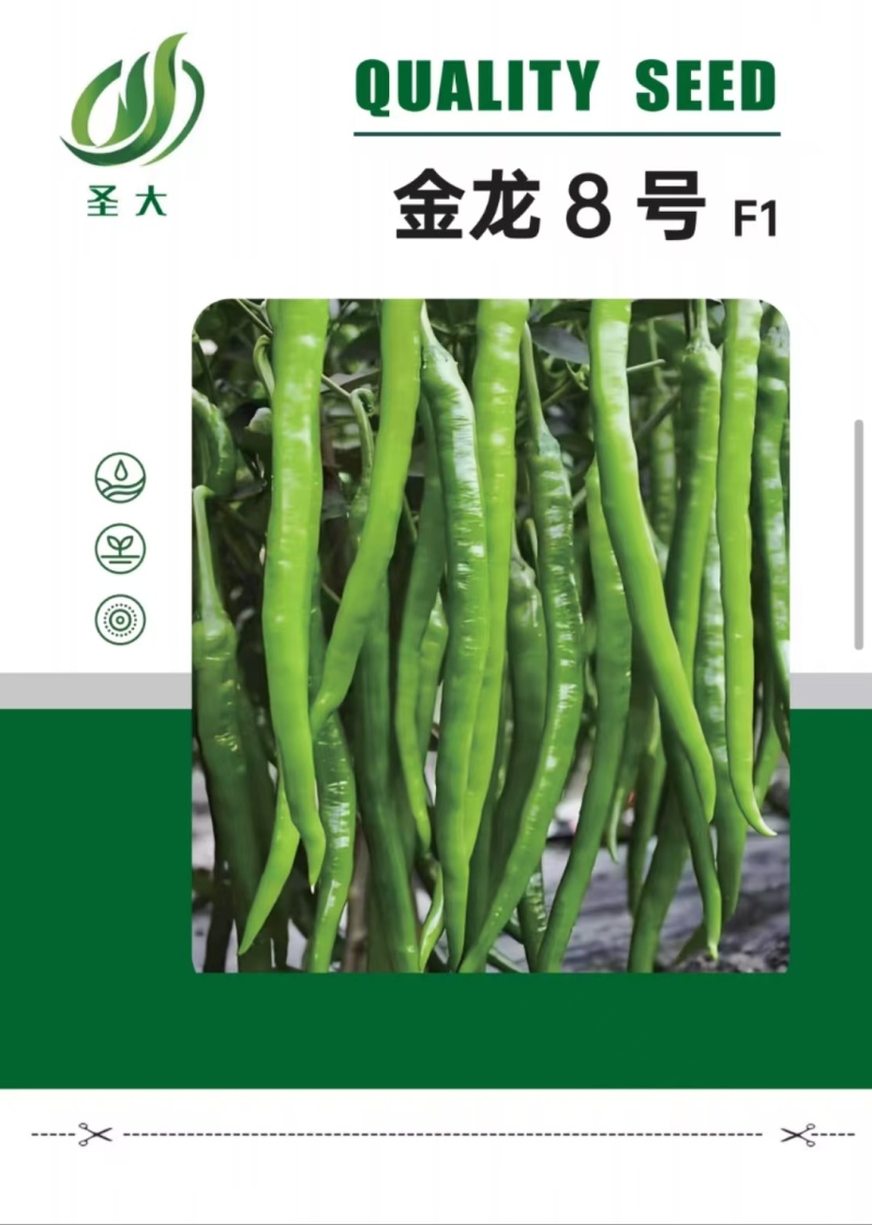金龙8号黄线椒种子浅绿色薄皮香辣口感好抗病毒四季可种