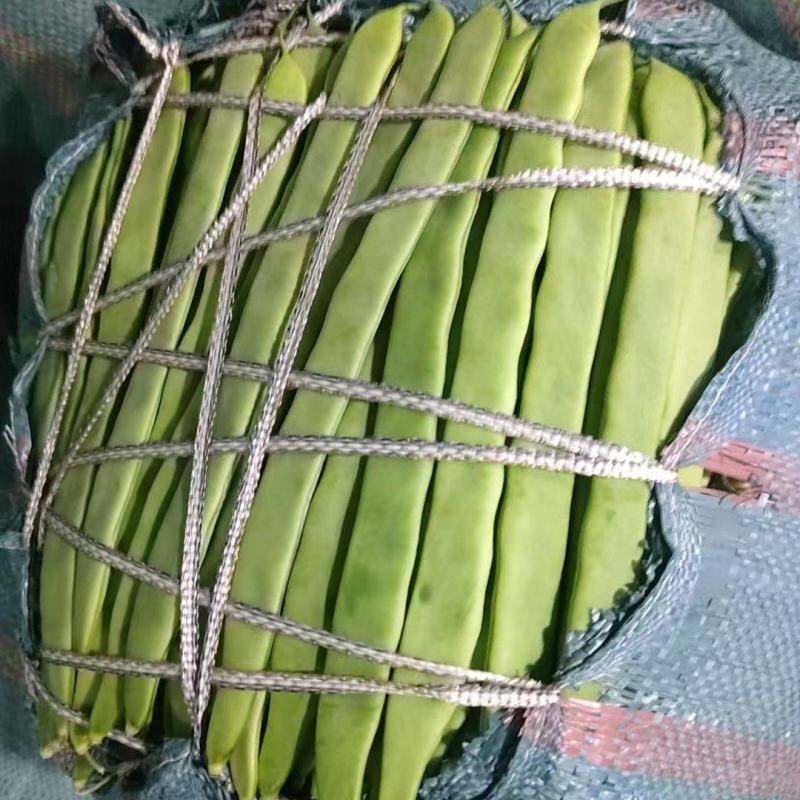 山东莘县.小金豆.