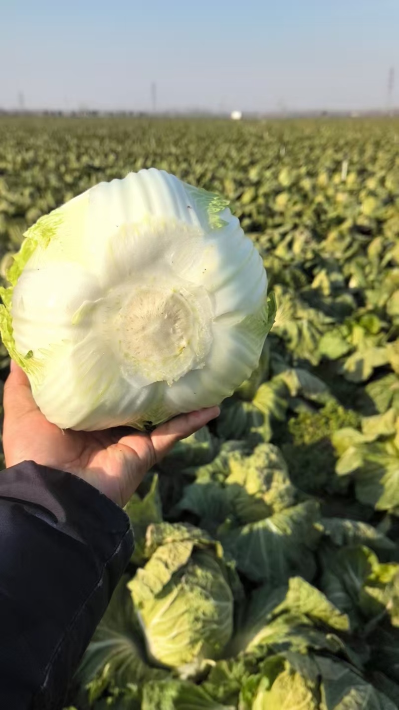 河南黄心白菜大量供应