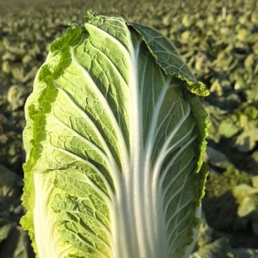 河南黄心白菜大量供应