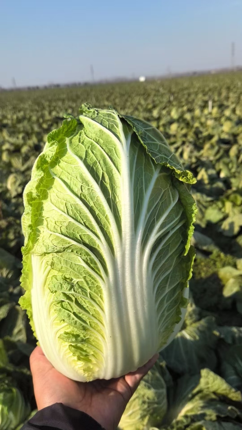 河南黄心白菜大量供应