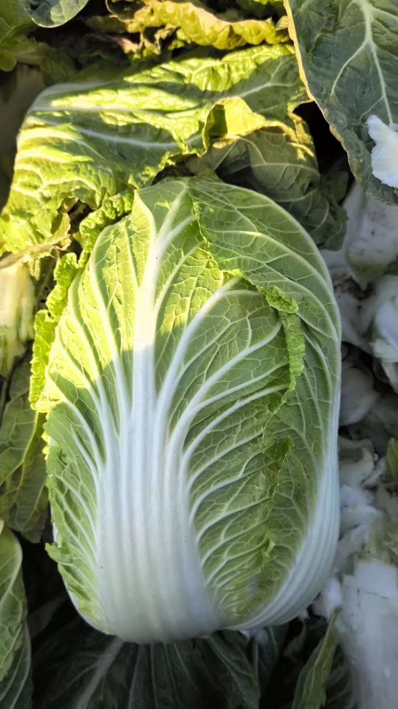 河南黄心白菜大量供应