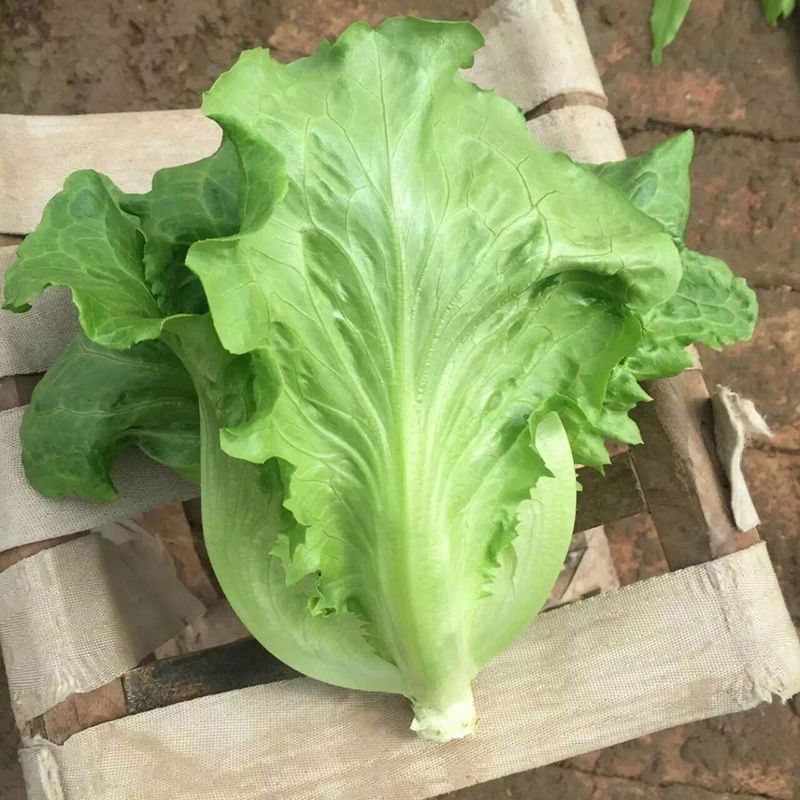 百萌意大利生菜种子耐抽苔生菜种子水培四季生菜耐热半结球生
