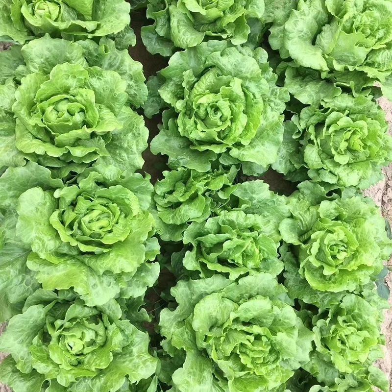 百萌意大利生菜种子耐抽苔生菜种子水培四季生菜耐热半结球生