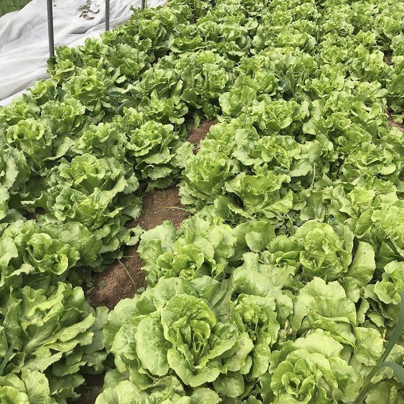 百萌意大利生菜种子耐抽苔生菜种子水培四季生菜耐热半结球生