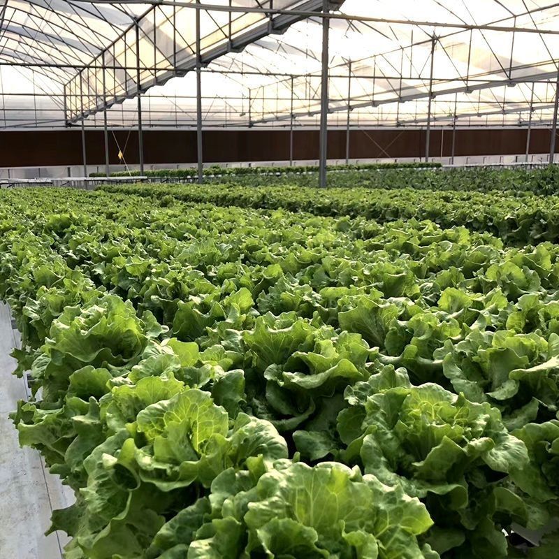 百萌意大利生菜种子耐抽苔生菜种子水培四季生菜耐热半结球生