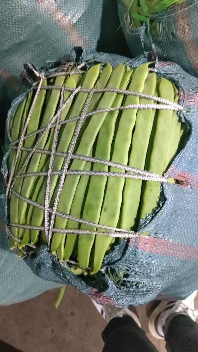 山东莘县.小金豆.