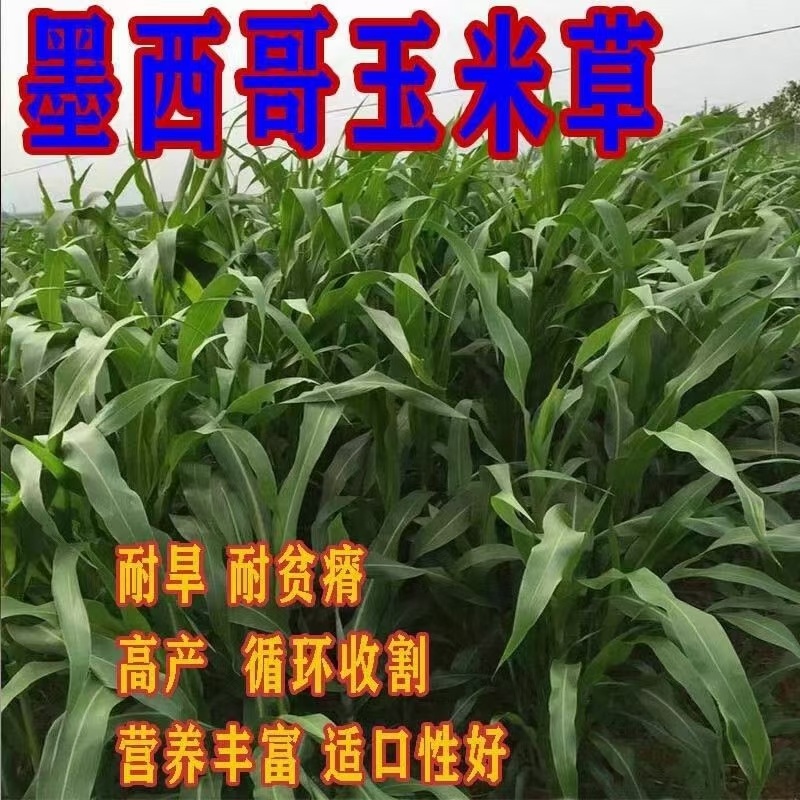 墨西哥玉米草种子厂家货源批发价格全国发货价格便宜欢迎下单