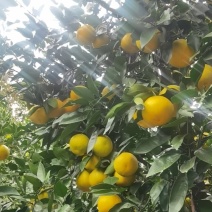 福建平和.葡萄柚.原包装。质量保证。产地直发。一手货源。