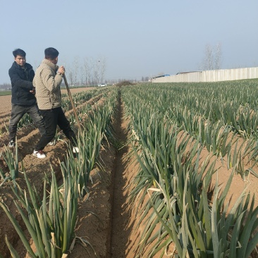 周口精品大葱，大量上市！