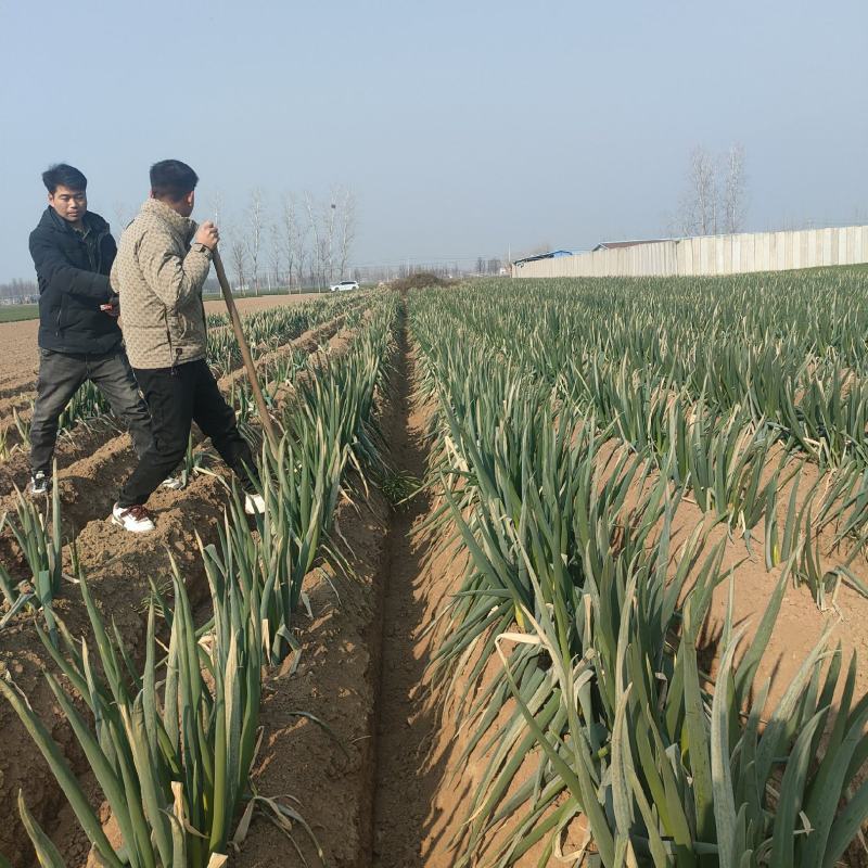 周口精品大葱，大量上市！