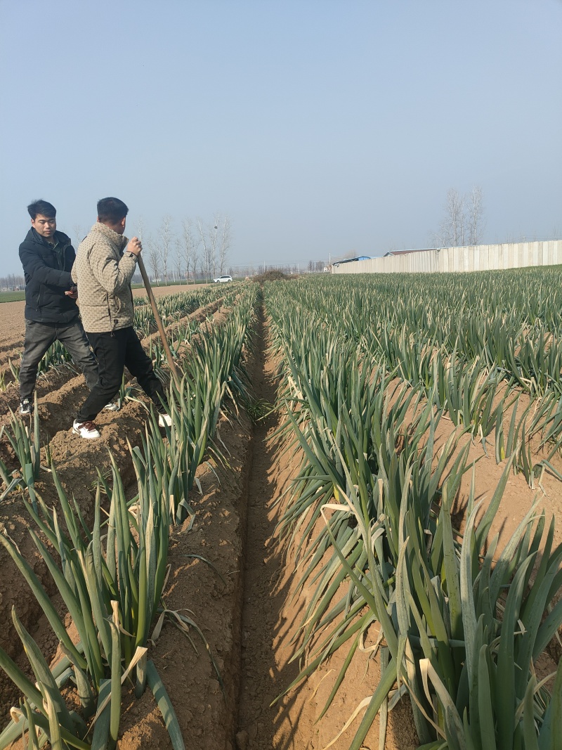 周口精品大葱，大量上市！