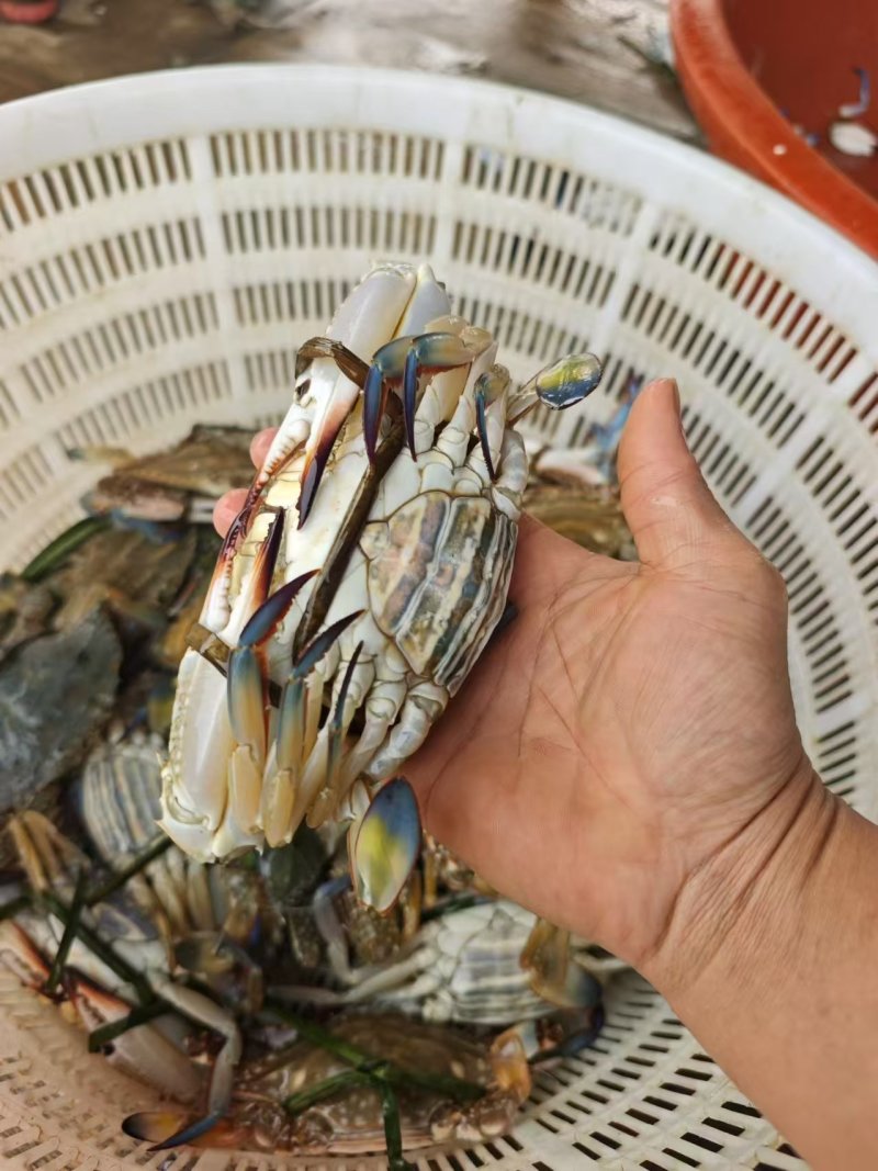 兰花蟹，每天新鲜上货，大量批发