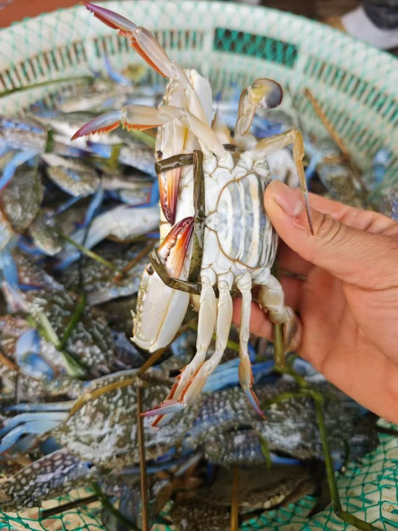 兰花蟹，每天新鲜上货，大量批发
