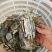兰花蟹，每天新鲜上货，大量批发
