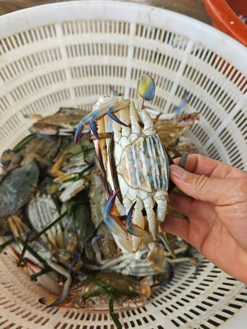 兰花蟹，每天新鲜上货，大量批发