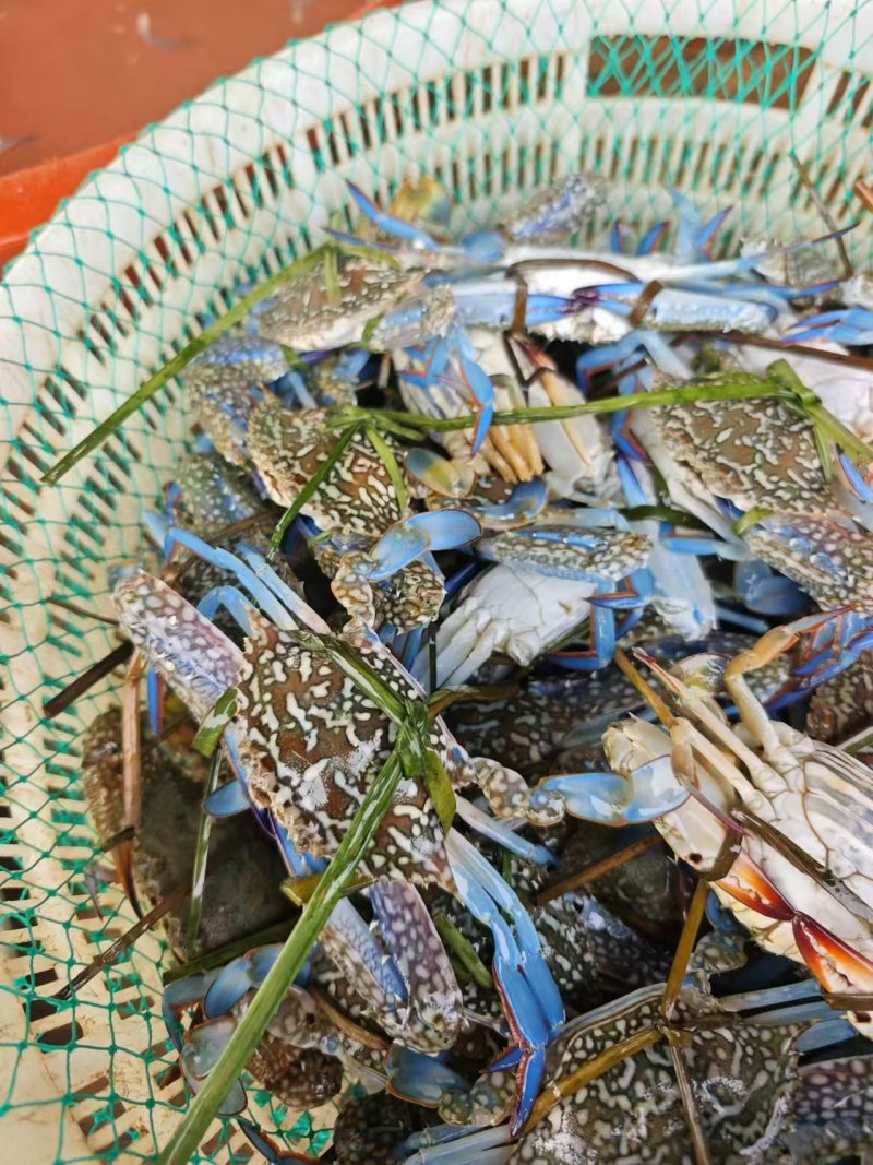 兰花蟹，每天新鲜上货，大量批发