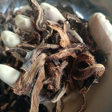 骨碎补中药材骨碎补干货实物实拍
