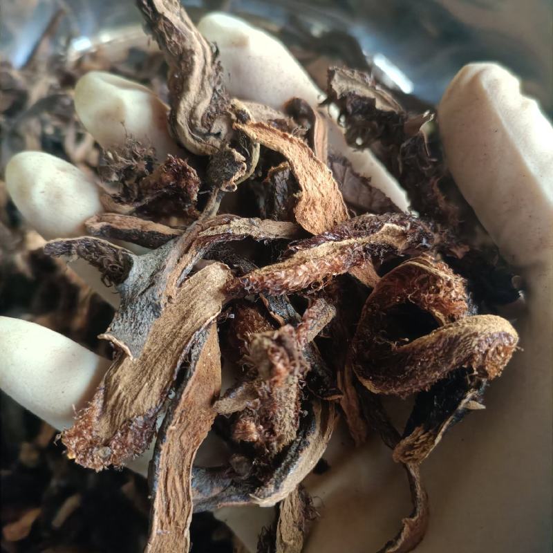 骨碎补中药材骨碎补干货实物实拍