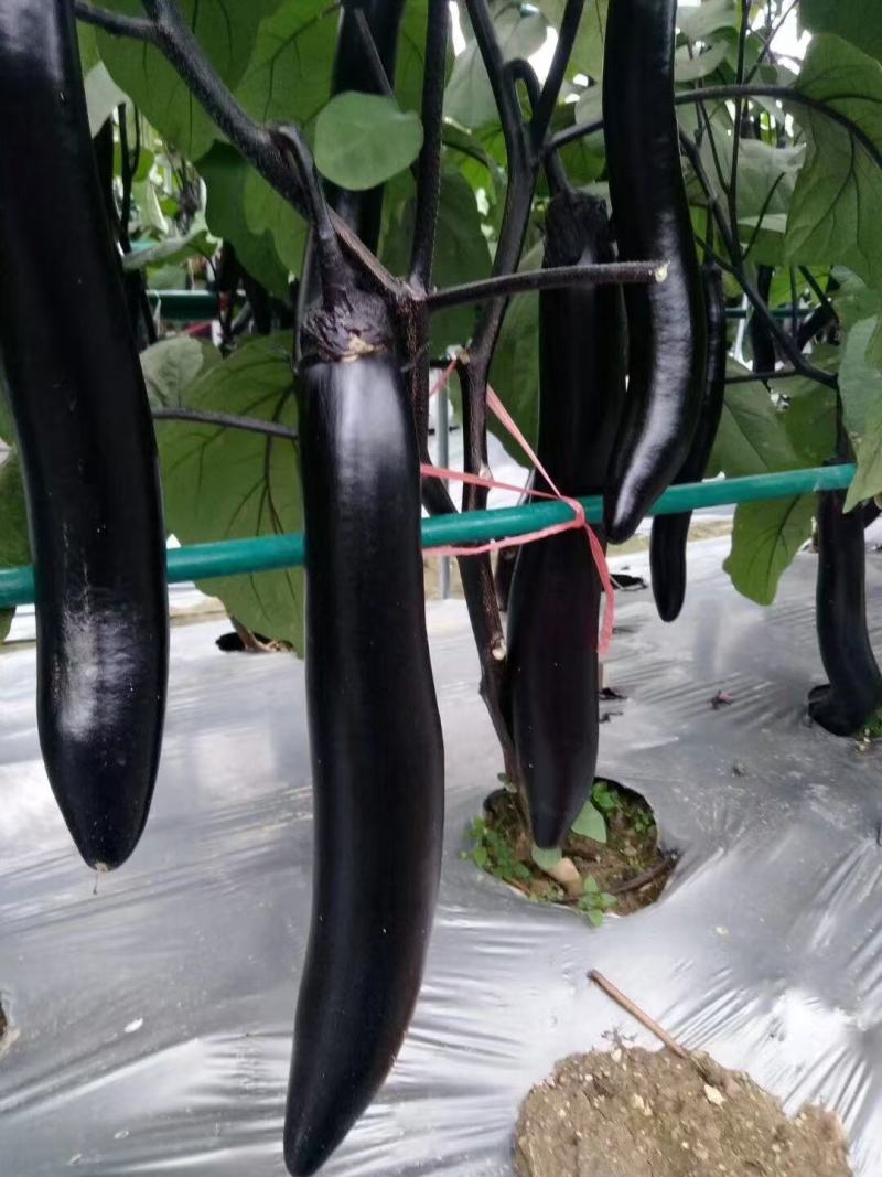 秦茄7号长茄种子黑长茄种子杂交墨黑光亮粗棒春秋季黑亮茄子