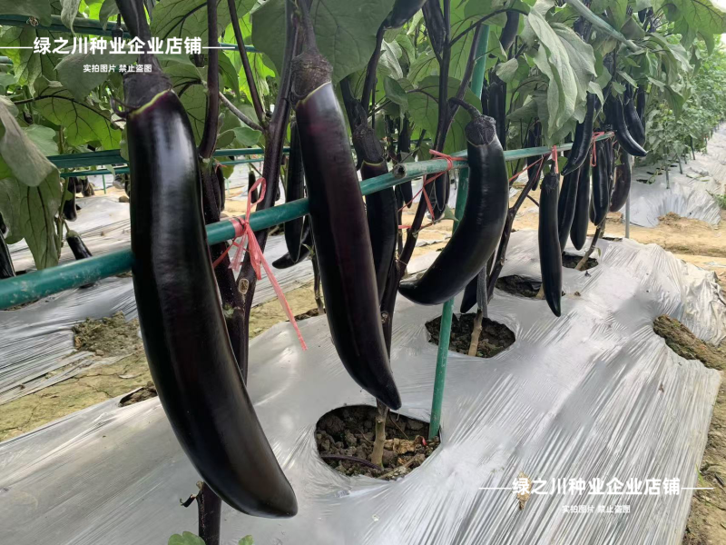秦茄7号长茄种子黑长茄种子杂交墨黑光亮粗棒春秋季黑亮茄子