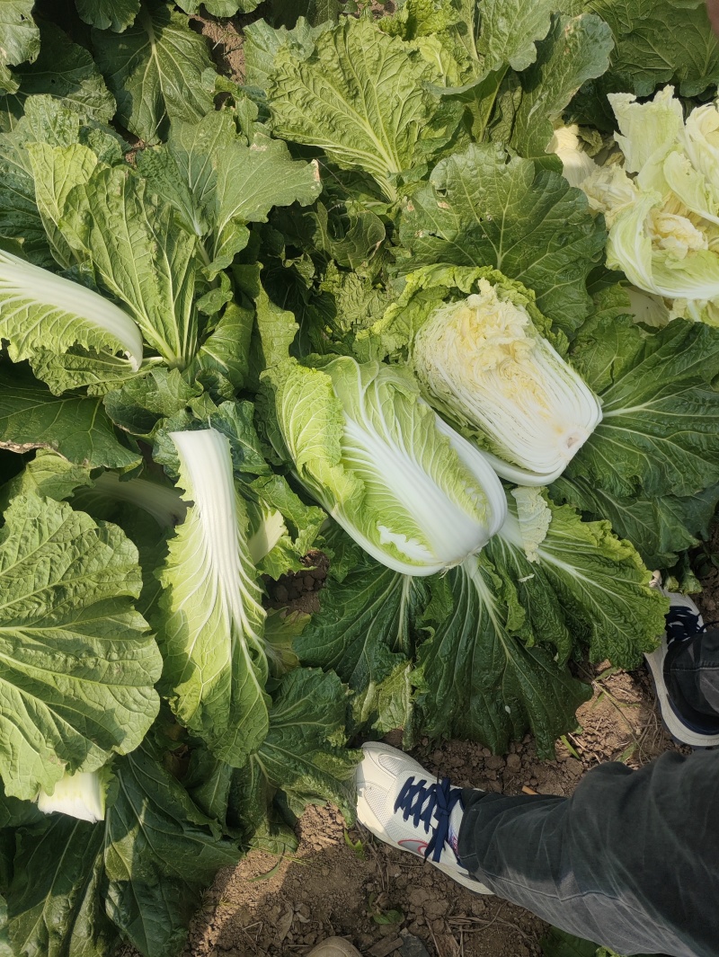 河南黄心白菜大量供应