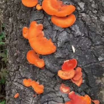 红云芝一件代发欢迎老板咨询