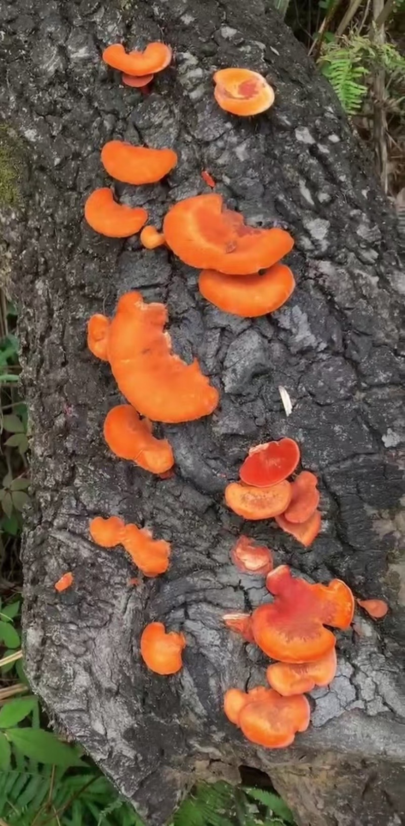 红云芝一件代发欢迎老板咨询