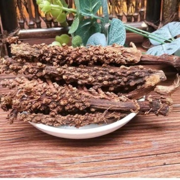 中药材虎鞭草