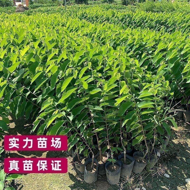 【放心苗】嫁接释迦果大果树苗台湾凤梨番荔枝果苗
