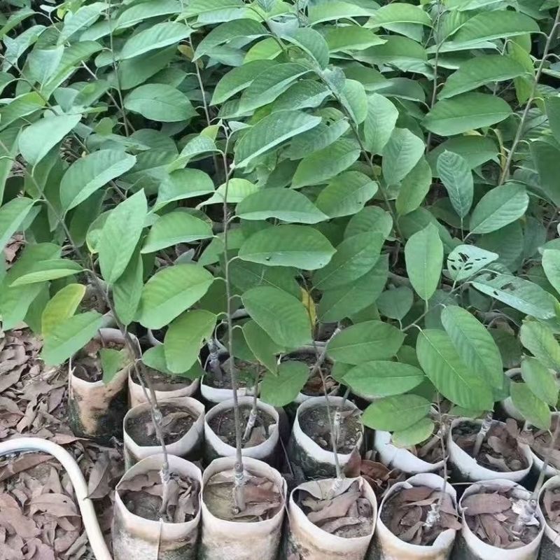 【放心苗】嫁接释迦果大果树苗台湾凤梨番荔枝果苗