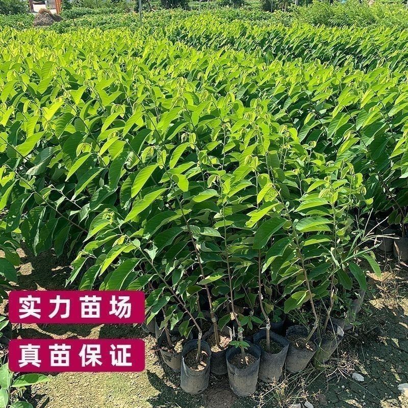 【放心苗】嫁接释迦果大果树苗台湾凤梨番荔枝果苗