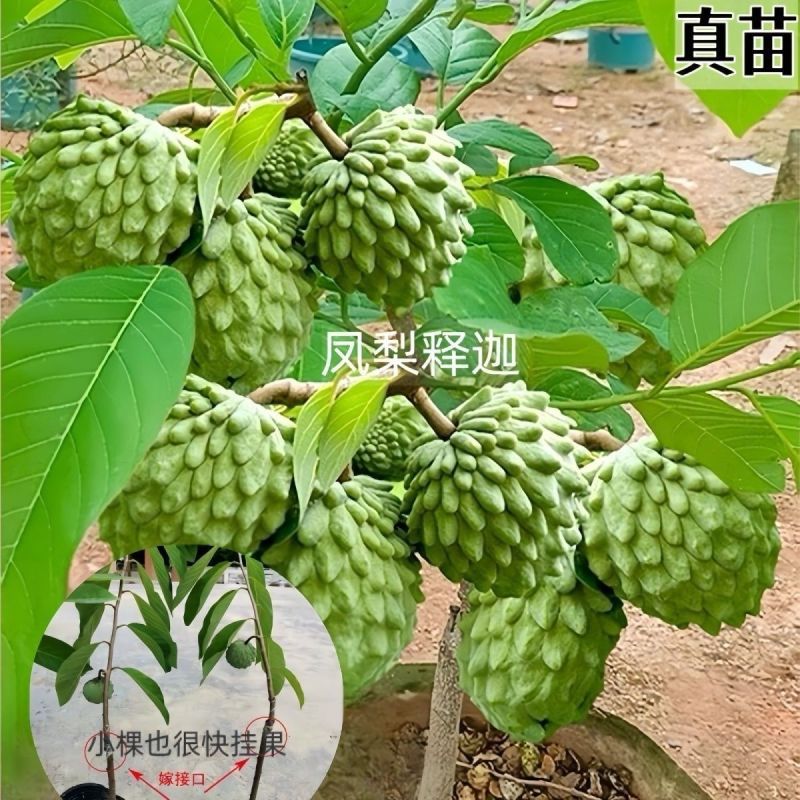 【放心苗】嫁接释迦果大果树苗台湾凤梨番荔枝果苗